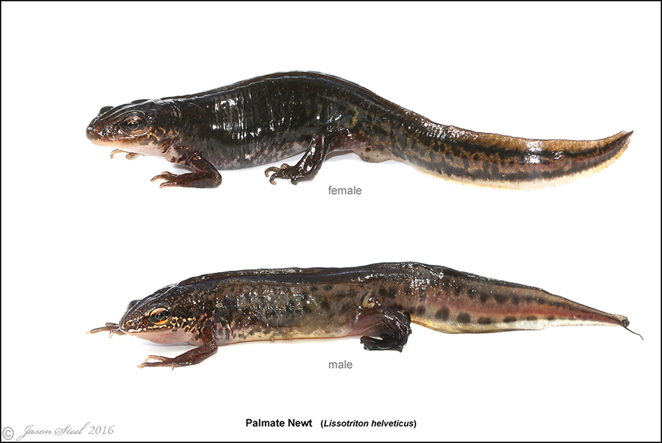 Palmate newt male and female