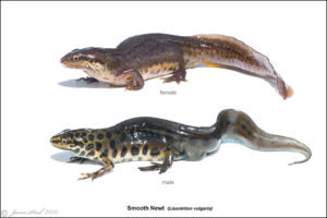 Smooth Newt