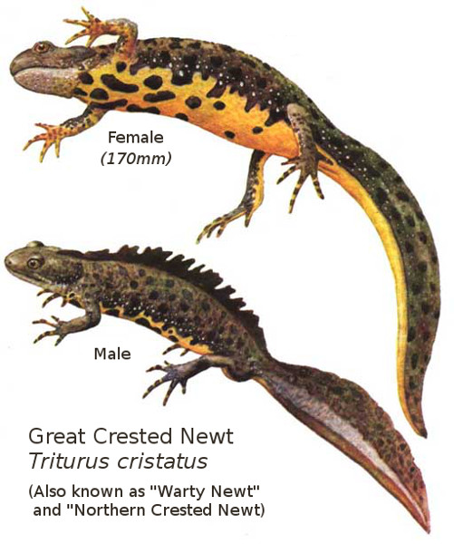 Great Crested Newt Male and Female